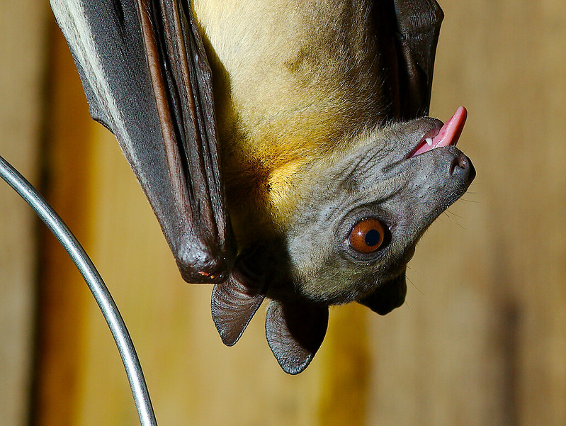 image of straw-coloured fruit bat, upside down and sticking its tongue out
