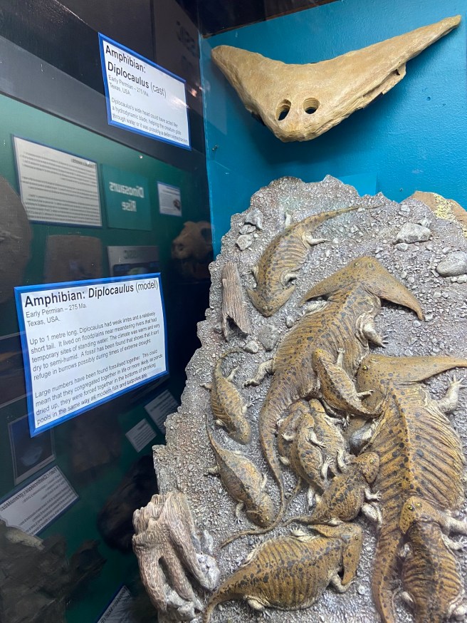 image of dinosaur fossils at canberra national dinosaur museum