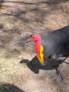 image of Australian scrub turkey with bright red head and bright yellow plumage