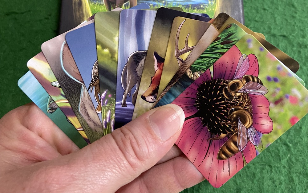 image of hand holding cards from ecosystem card game, including the top card with a picture of a bee on a pink flower