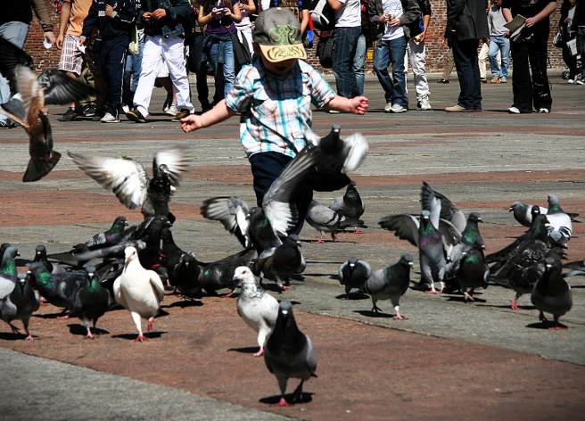 image of small child chasing pigeons in a paved courtyard